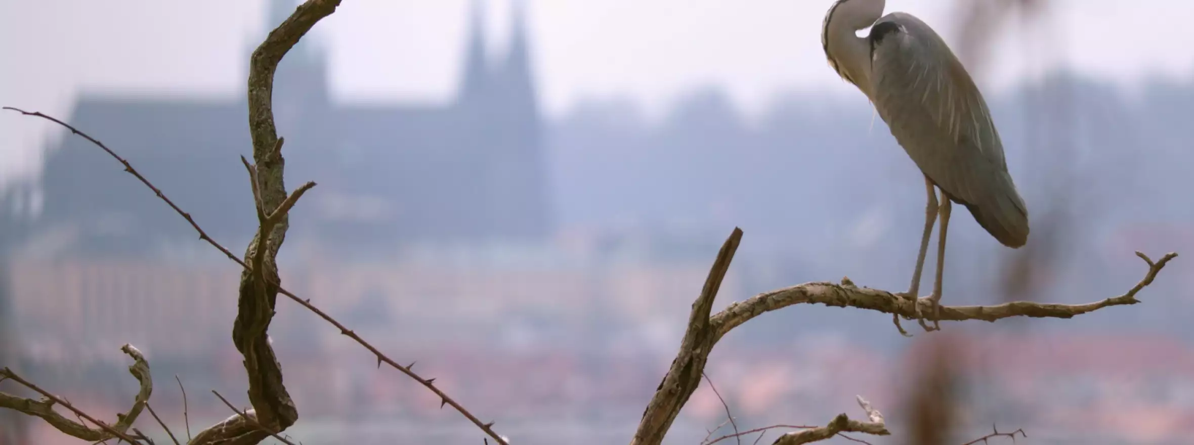 Wild Prague