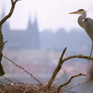Wild Prague