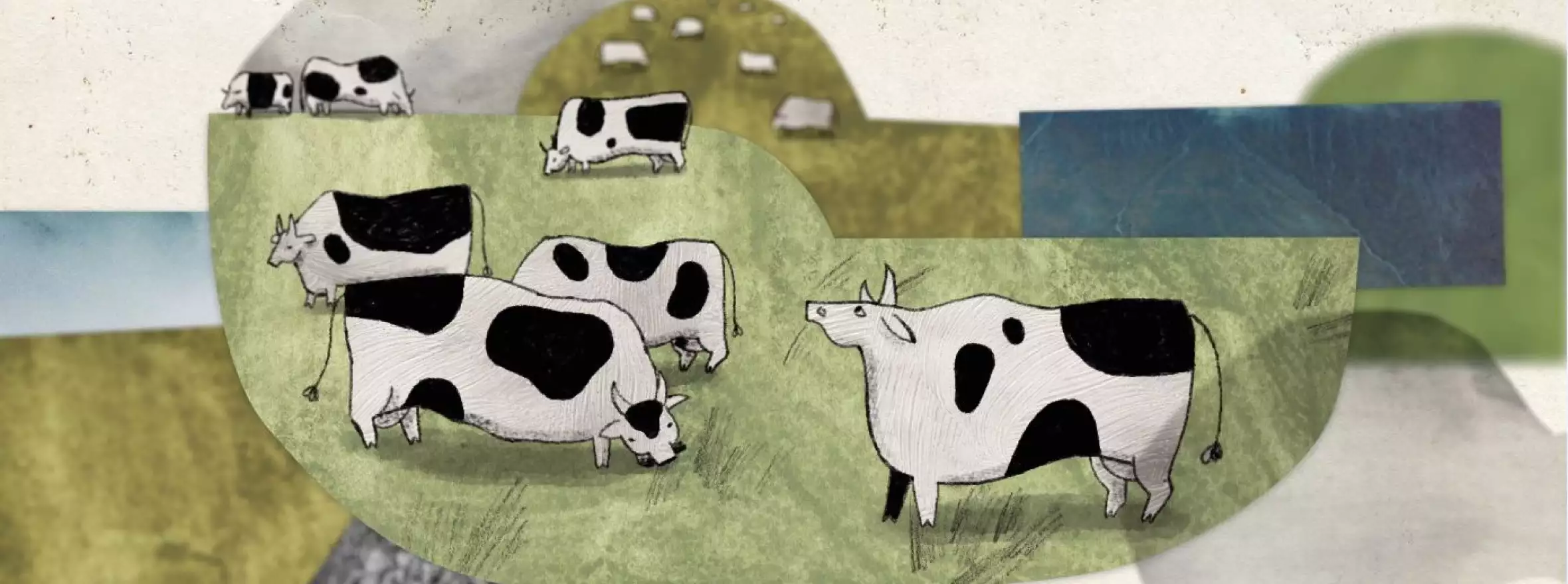 About a Cow