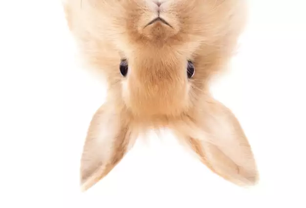 Twist the Rabbit