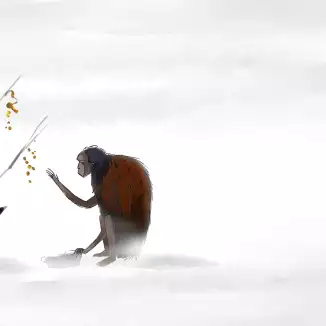Igi