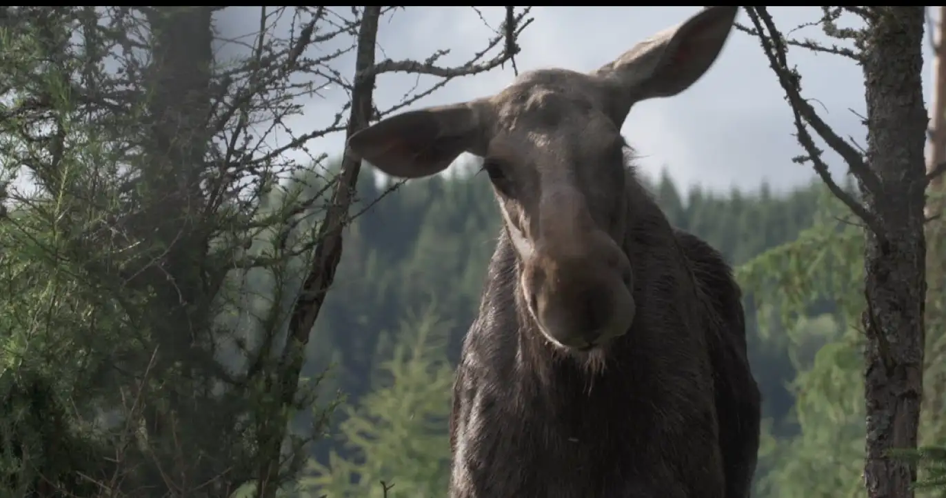 AMOOSED: a moose odyssey