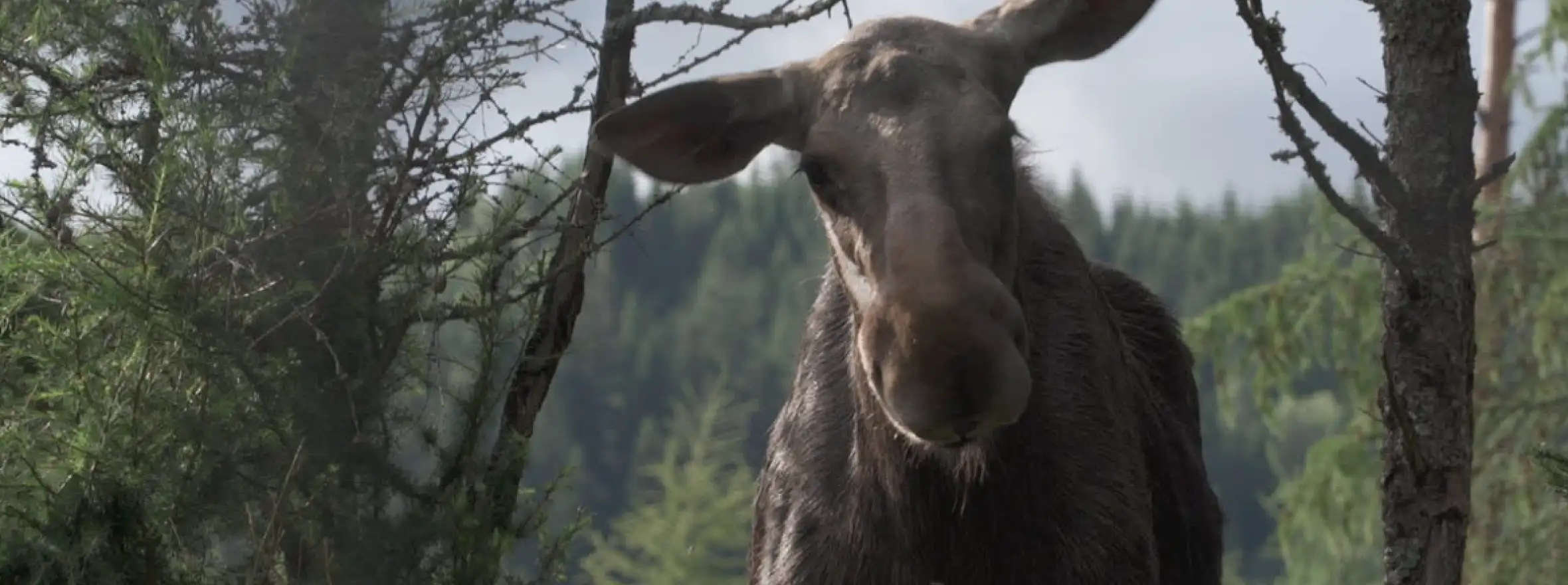 AMOOSED: a moose odyssey