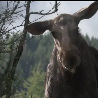 AMOOSED: a moose odyssey