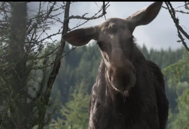 AMOOSED: a moose odyssey