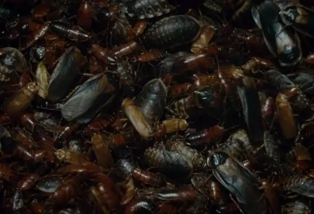 Švankmajer’s INSECT to Premiere at the Rotterdam Festival