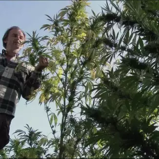 Year of Marihuana