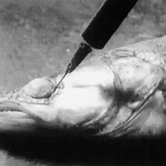 Fish 073
