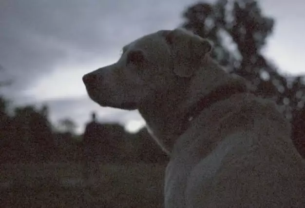 Retriever