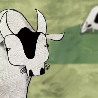 About a Cow